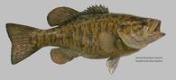 Smallmouth Bass Replica